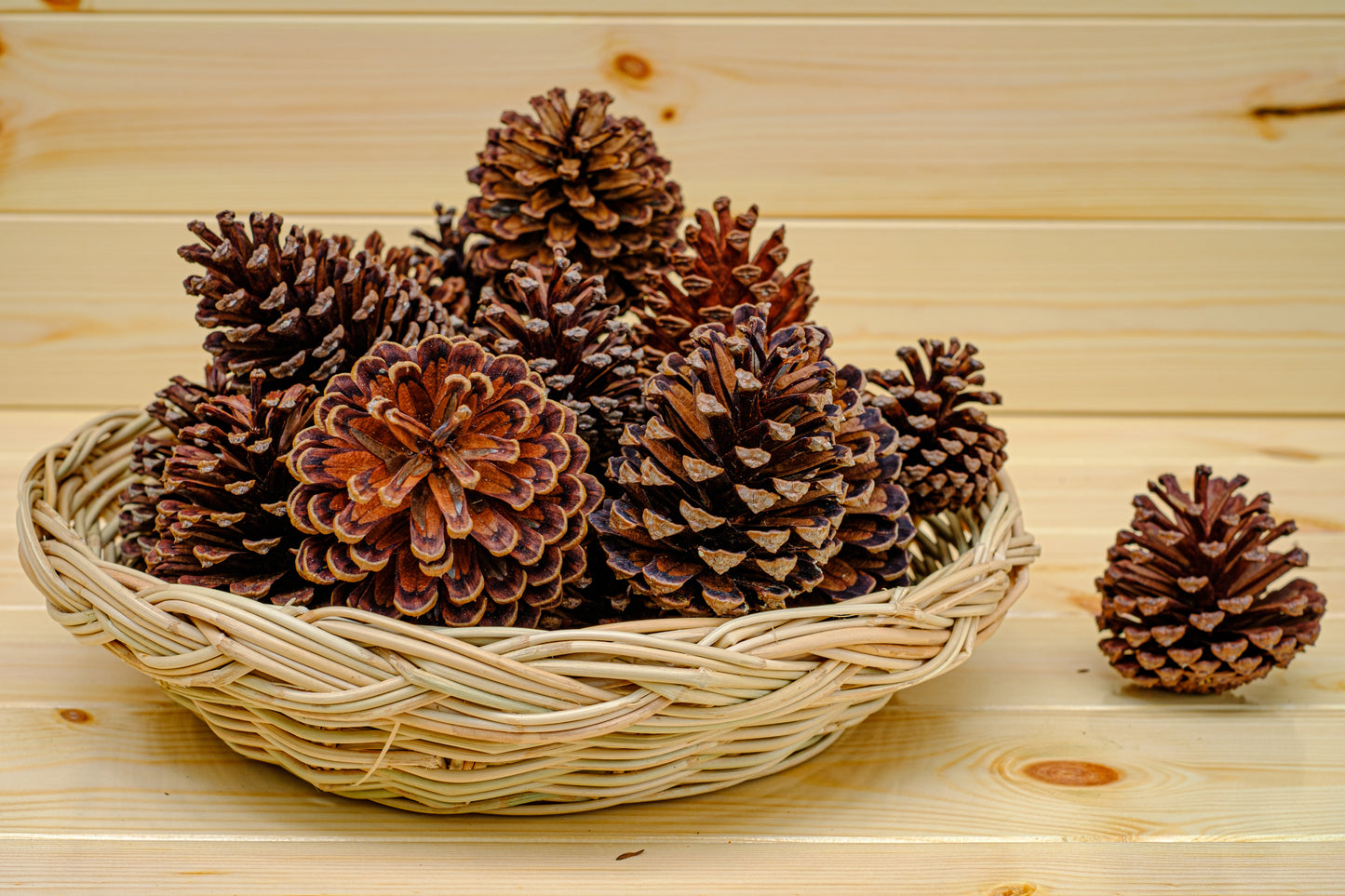 Pine cones - free delivery in Australia