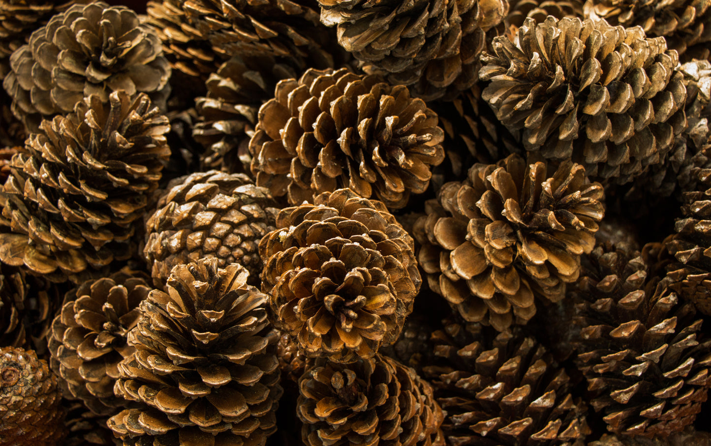 Pine cones - free delivery in Australia