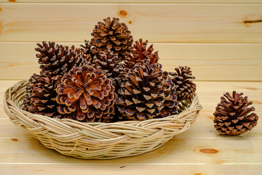 Pine cones - free delivery in Australia
